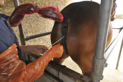 Artificial Insemination (AI) of a mare