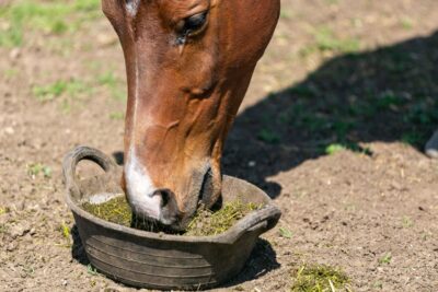 Horse eating food